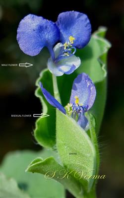   Aerial male and bisexual flowers
